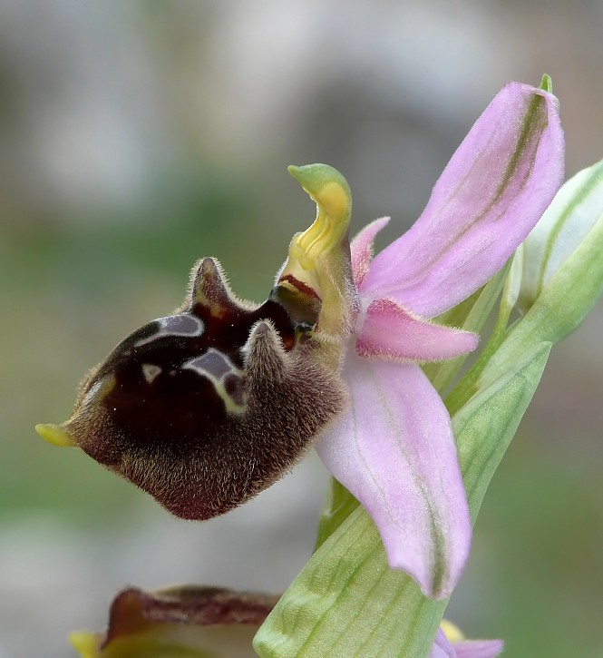 Ophrys biscutella cornuta.......